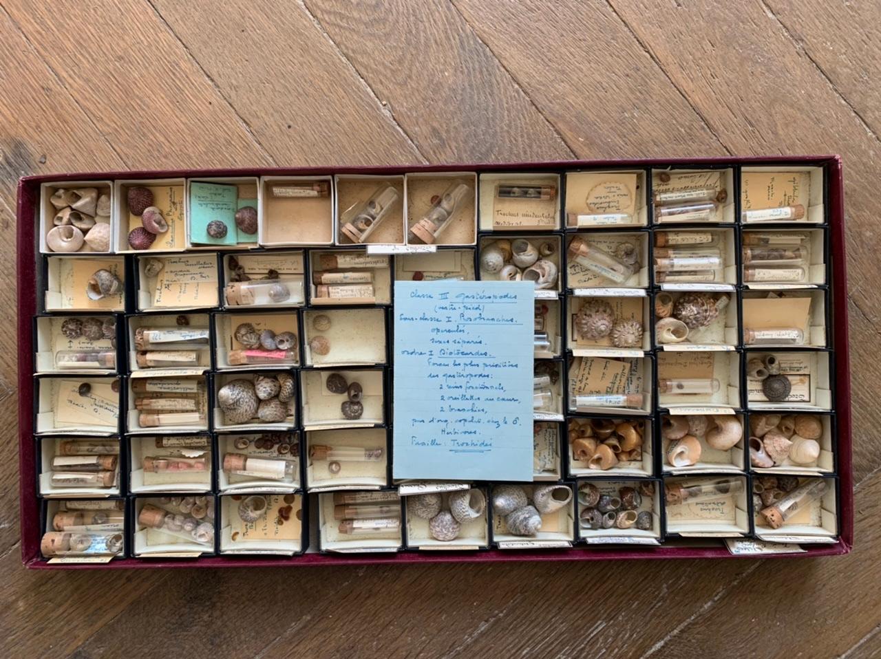 Sehr interessante Sammlung von Muscheln, die von einem Amateur zwischen dem Ende des 19. und dem Beginn des 20. Die Muscheln werden nach Größe und Alter entweder in kleinen Pappkartons oder in mit Korken verschlossenen Glasröhrchen aufbewahrt. Die