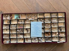 Curiosity Cabinet Naturalism Collection of Shell Circa 1900