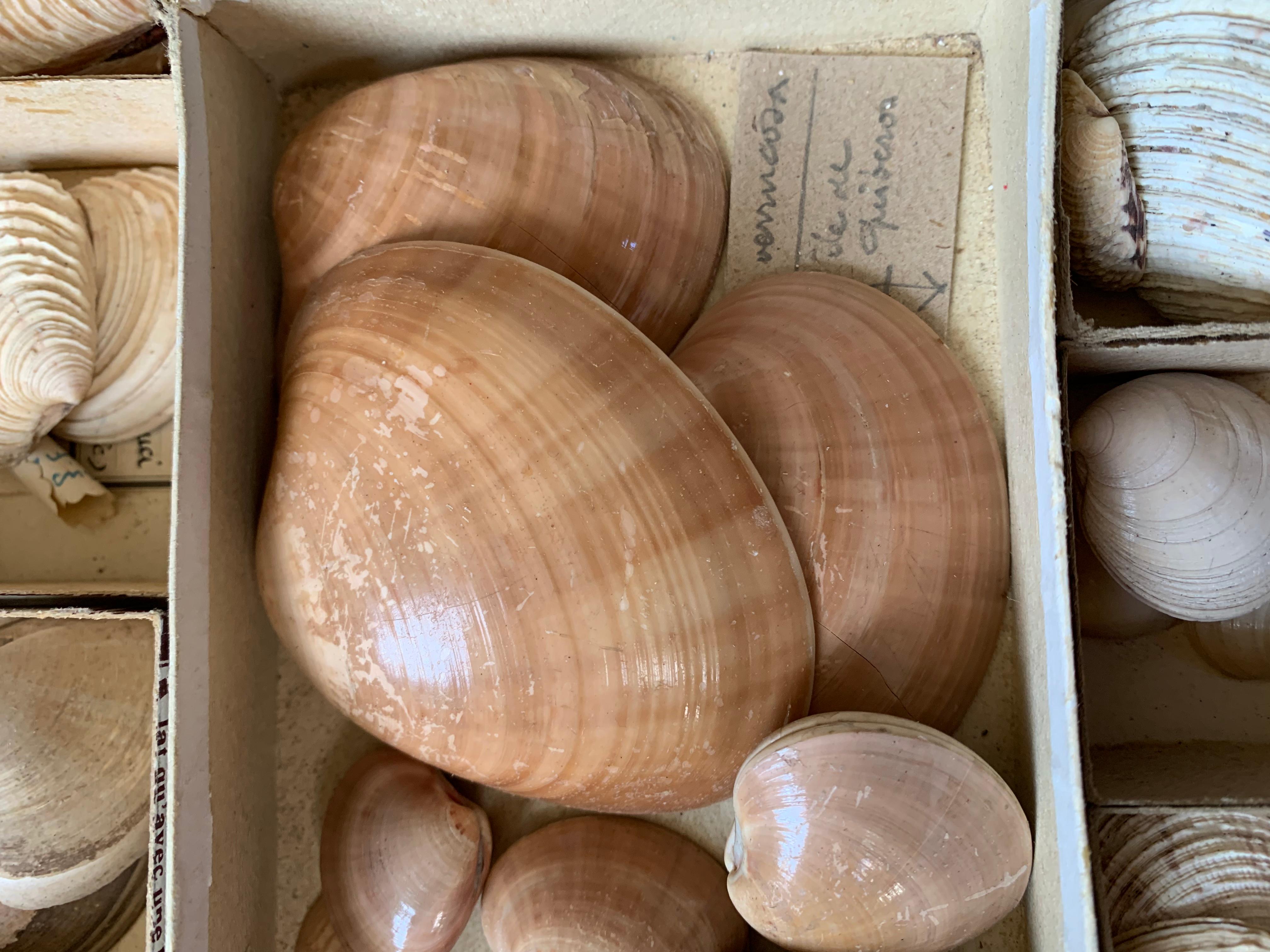 Very interesting set of shells collected by an amateur between the end of the 19th century and the beginning of the 20th century. The shells are classified by size and age either in small cardboard boxes or in glass tubes closed with corks. Labels