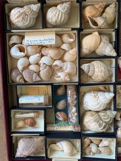 Collection de curiosités Naturalism de coquillages, vers 1900