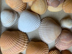Curiosity Cabinet Naturalism Collection of Shell, Circa 1900
