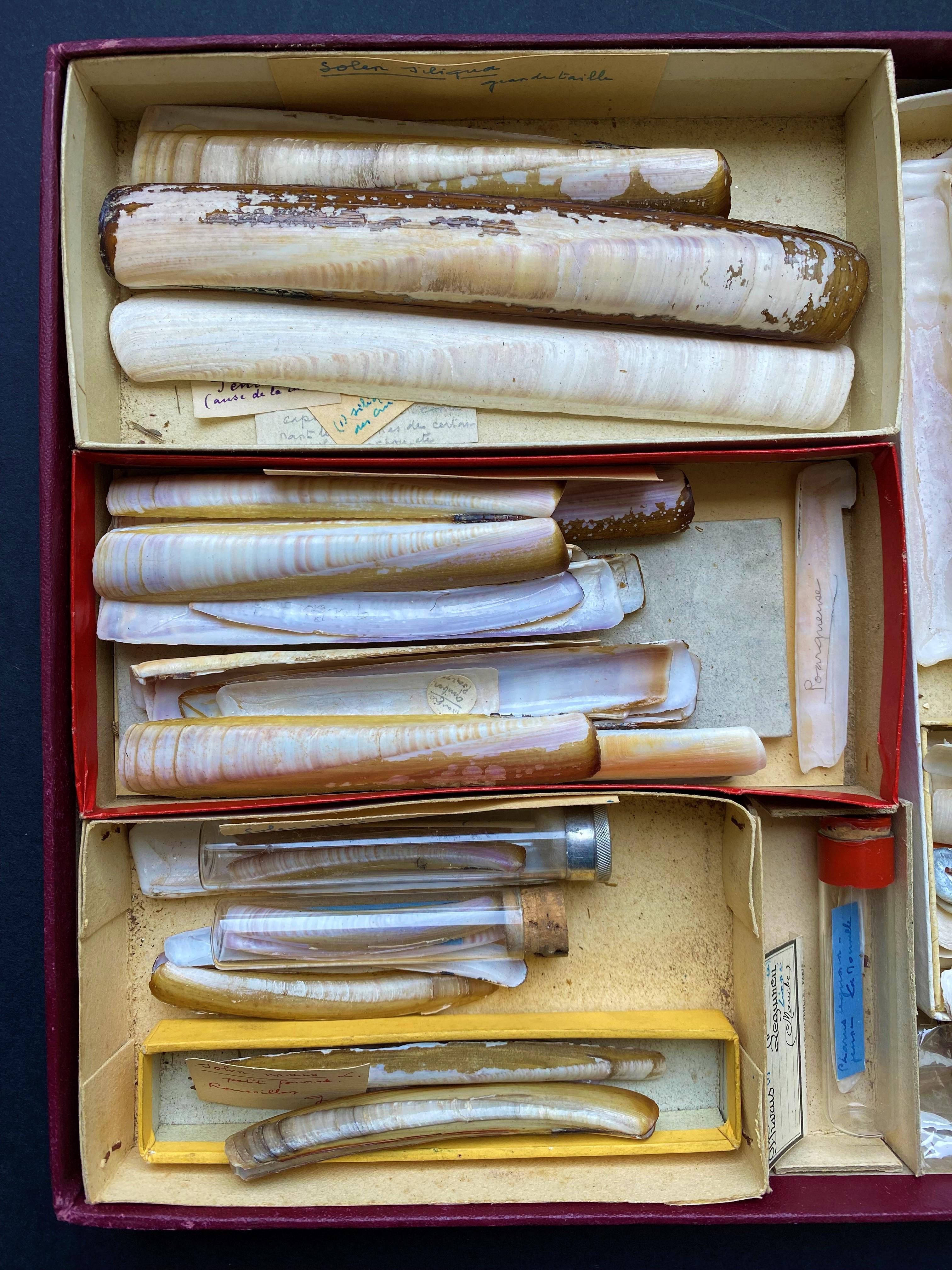 Very interesting set of shells collected by an amateur between the end of the 19th century and the beginning of the 20th century. The shells are classified by size and age either in small cardboard boxes or in glass tubes closed with corks. Labels