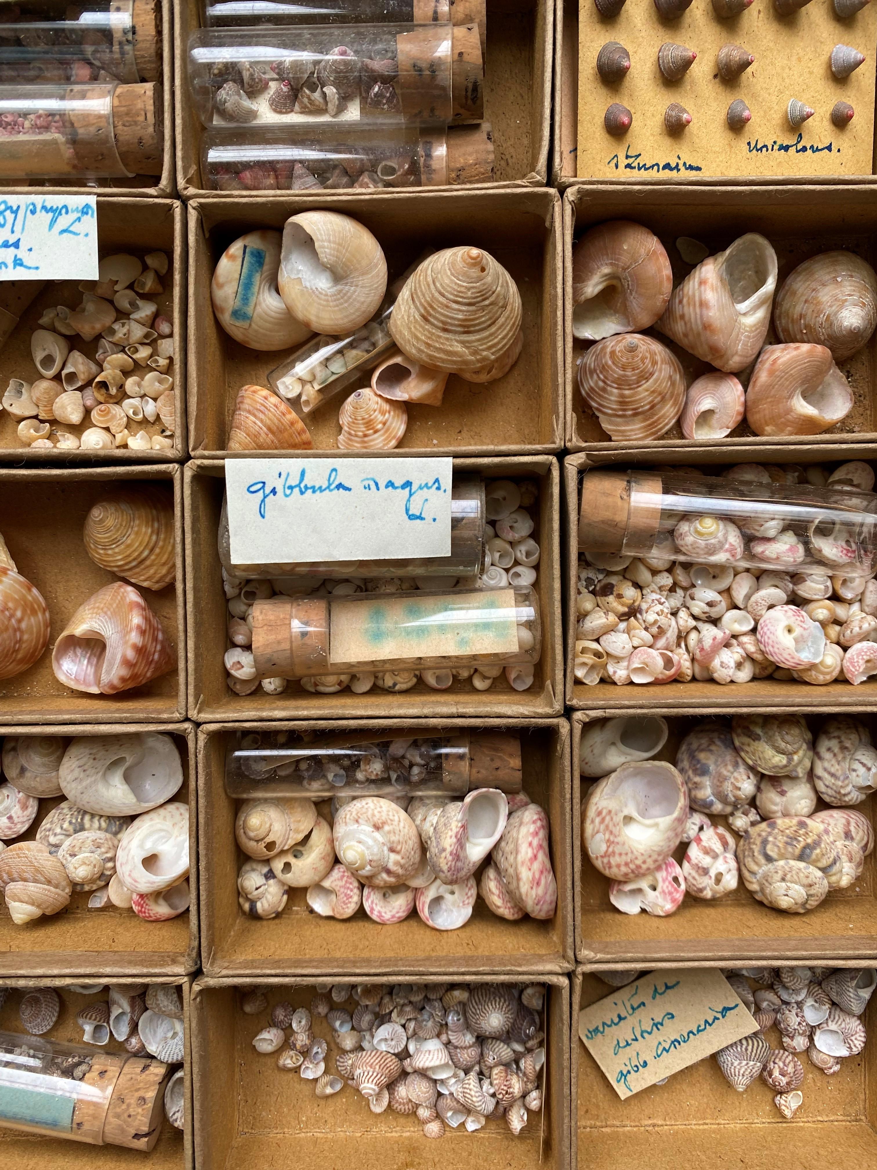 Curiosity Cabinet Naturalism Collection of Shell circa 1900 In Good Condition For Sale In Beuzevillette, FR