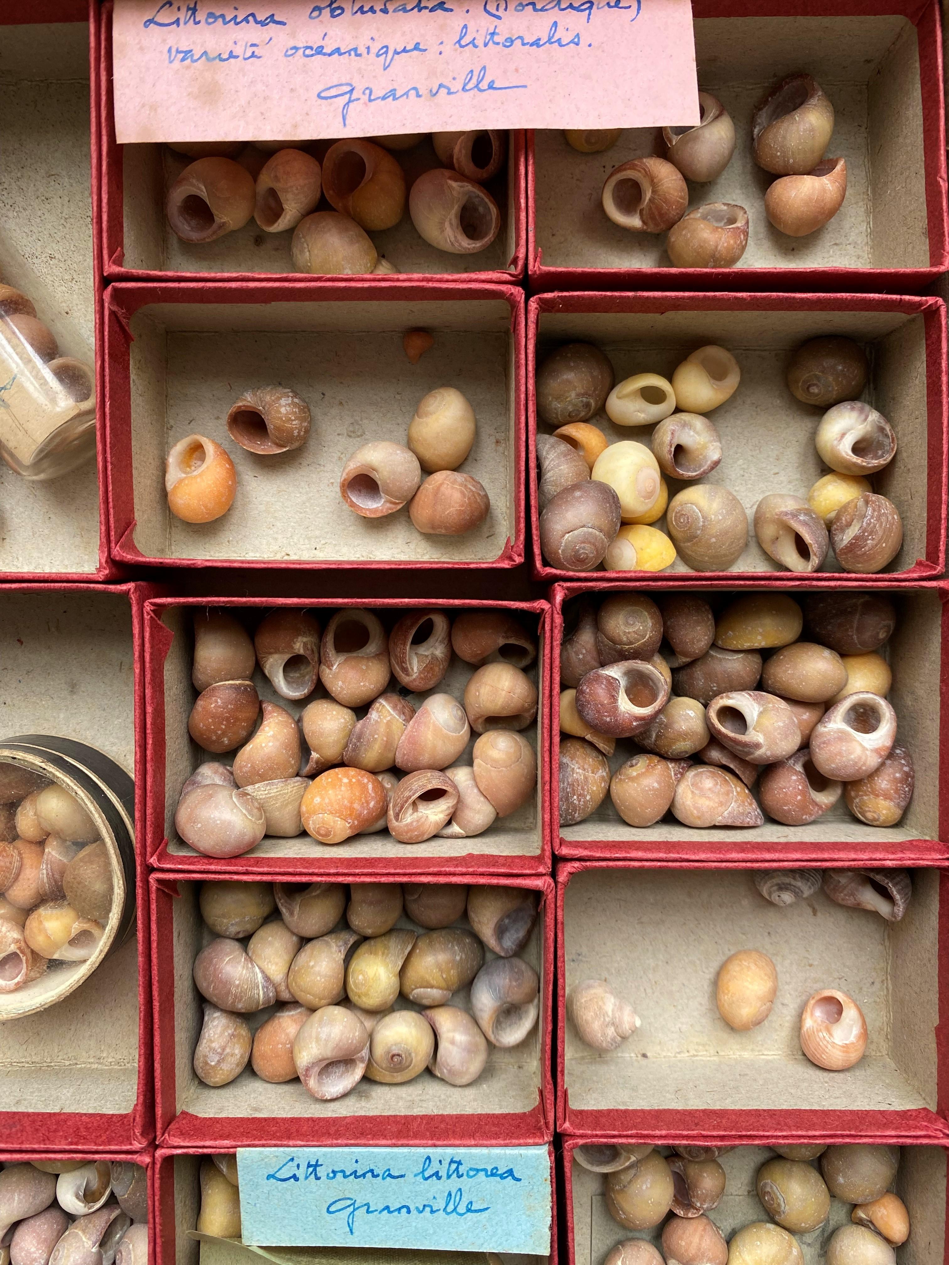 French Curiosity Cabinet Naturalism Collection of Shell, Circa 1900 For Sale