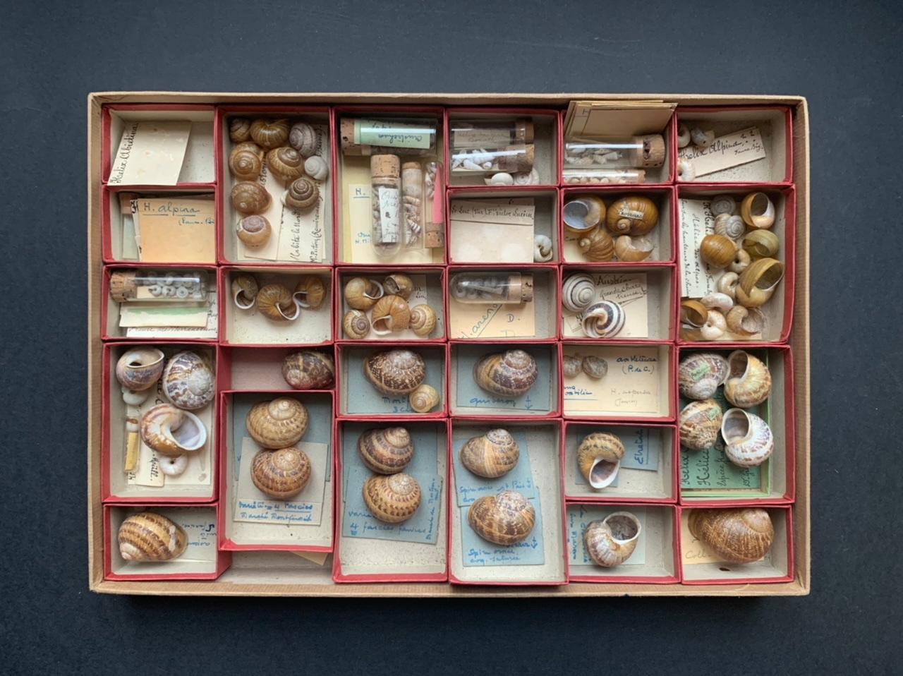 Sammlung von Muscheln aus der Naturalismus-Kollektion von Schrank, um 1900 (Französisch) im Angebot