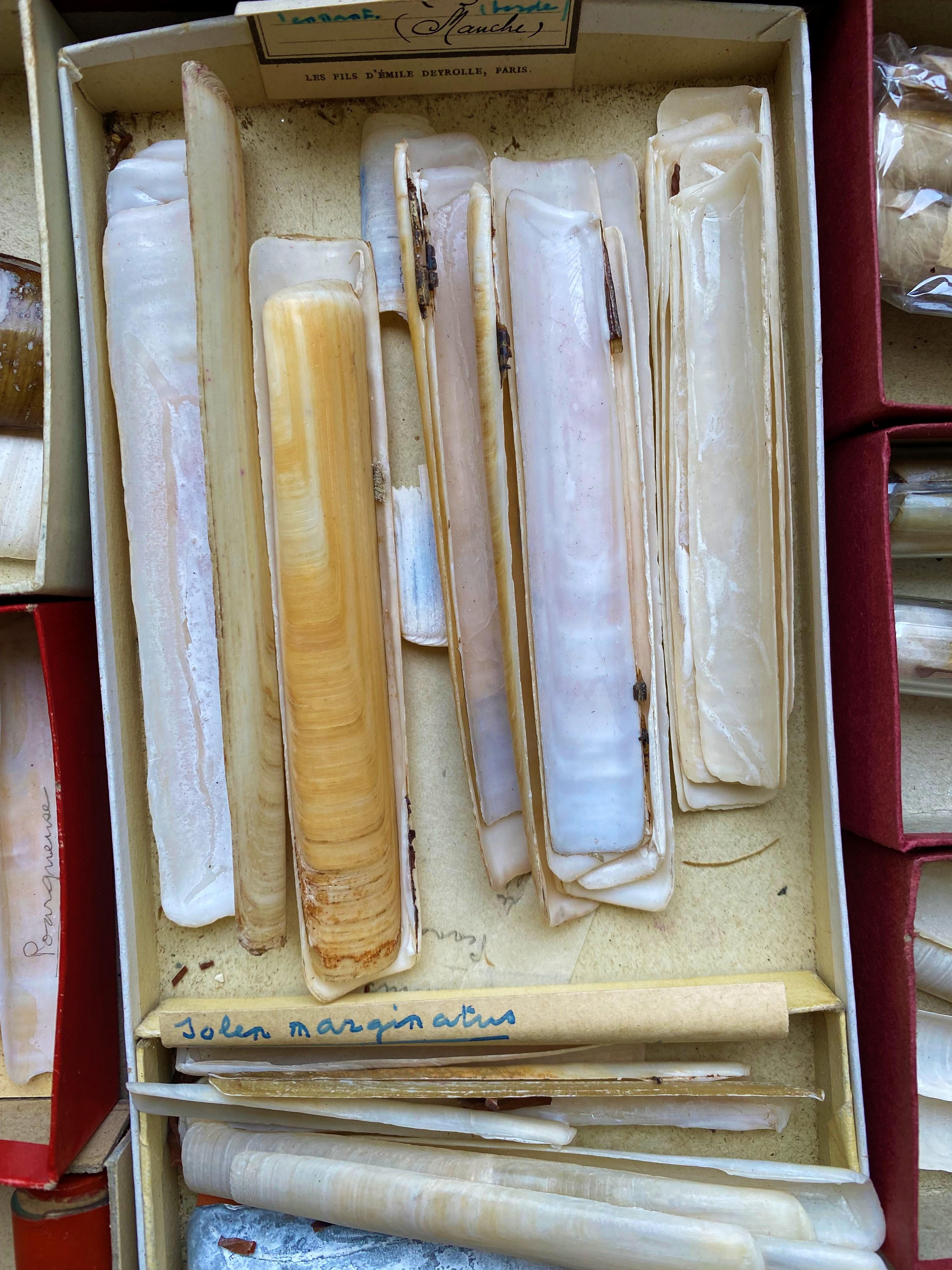 conchiglie da collezione