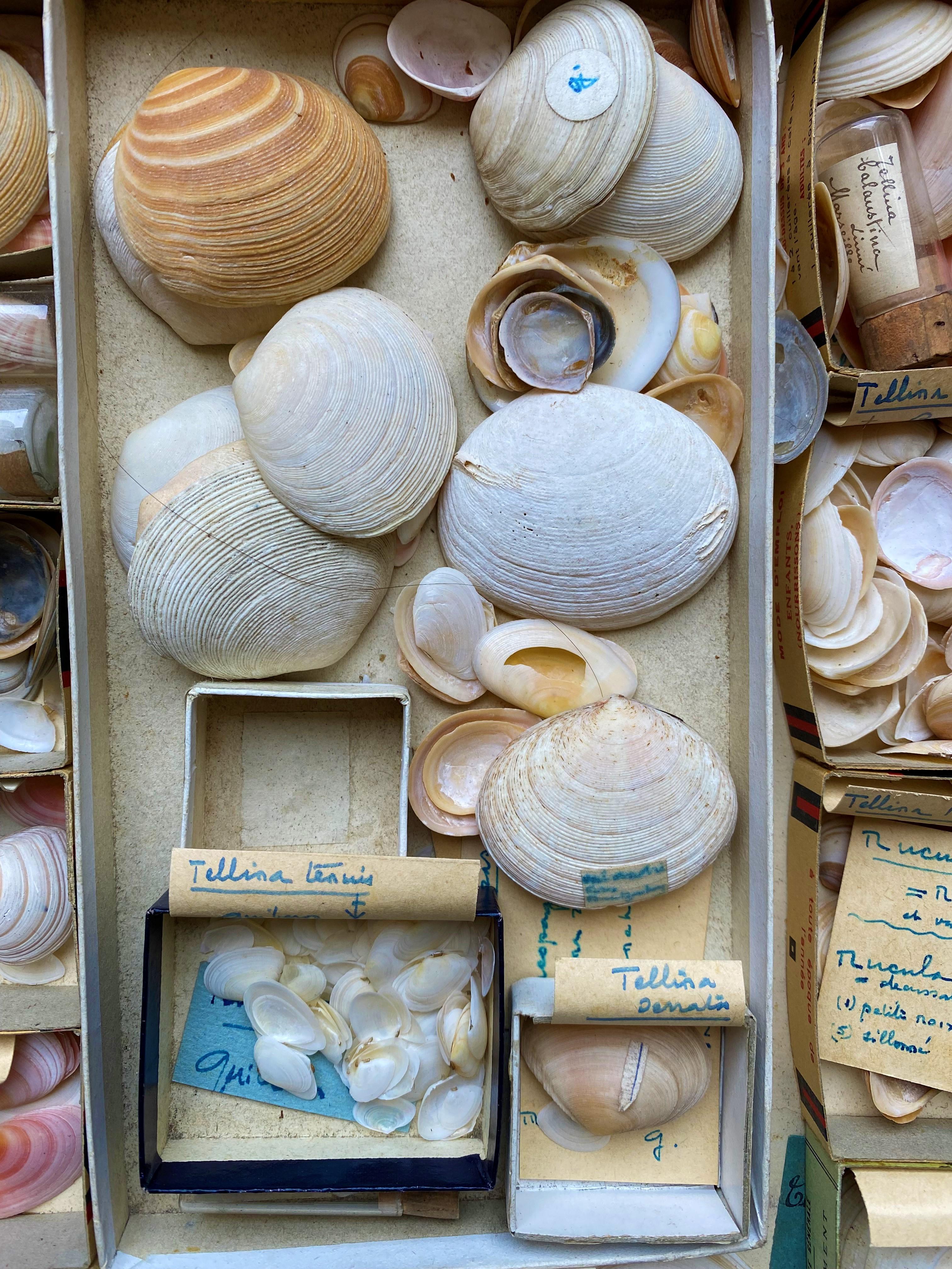 Curiosity Cabinet Naturalism Collection of Shell, Circa 1900 In Good Condition For Sale In Beuzevillette, FR