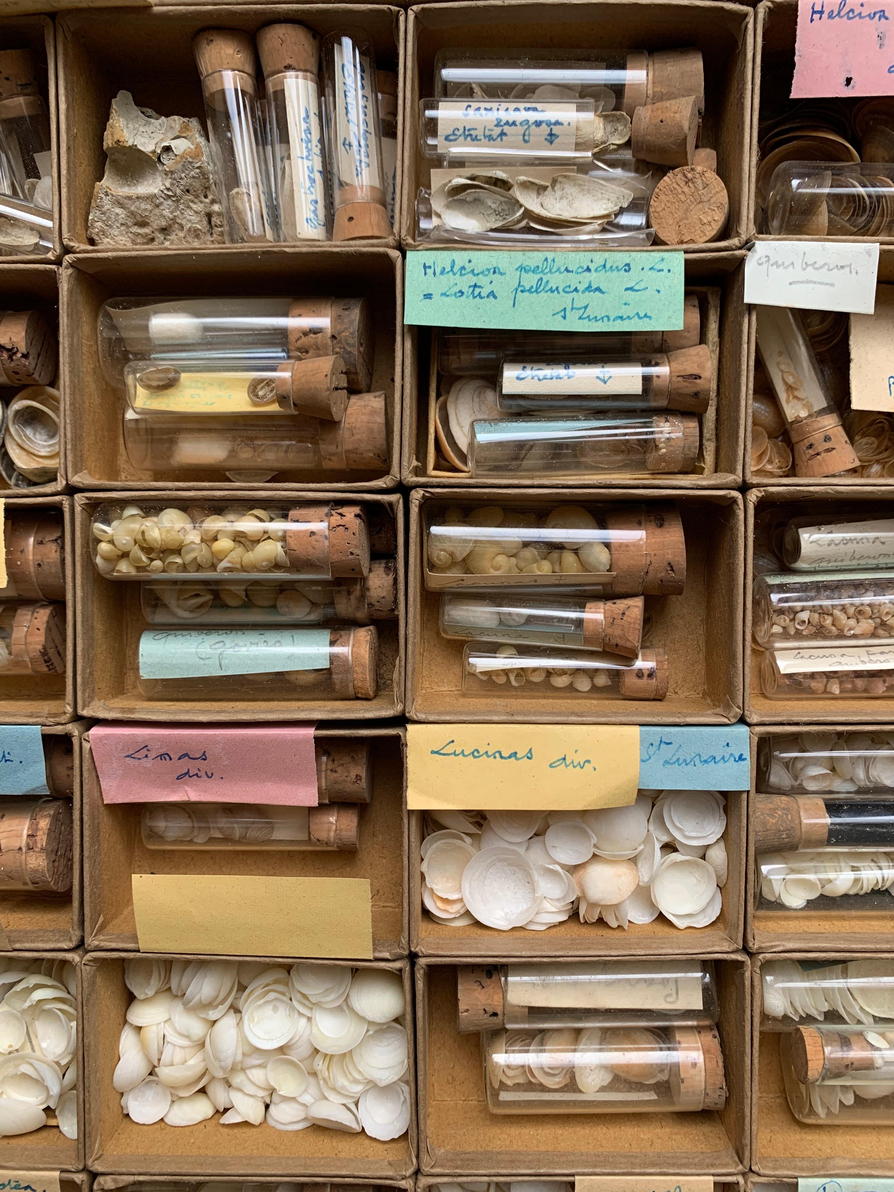 Curiosity Cabinet Naturalism Collection of Shell circa 1900 In Good Condition For Sale In Beuzevillette, FR