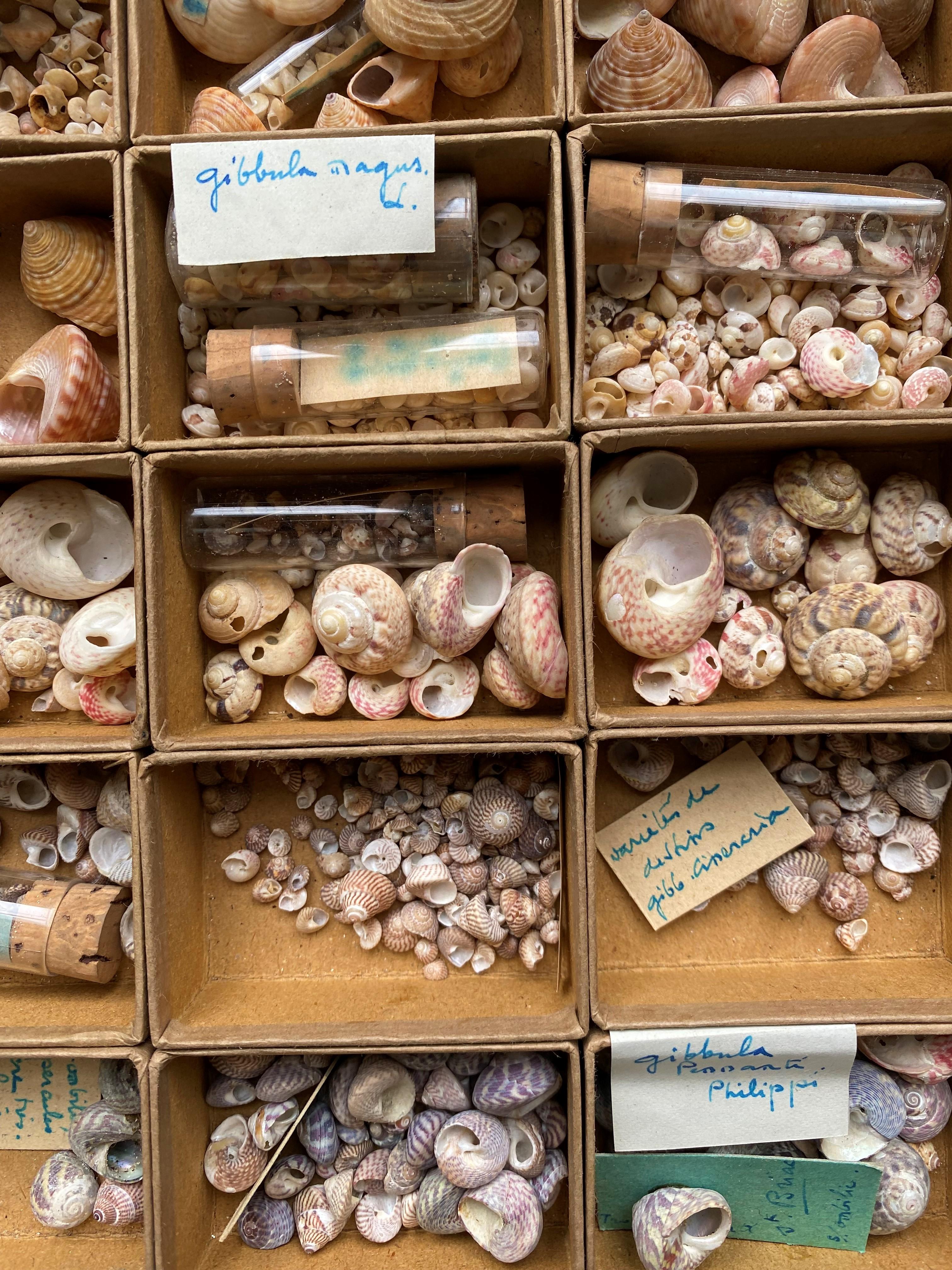 20th Century Curiosity Cabinet Naturalism Collection of Shell circa 1900 For Sale