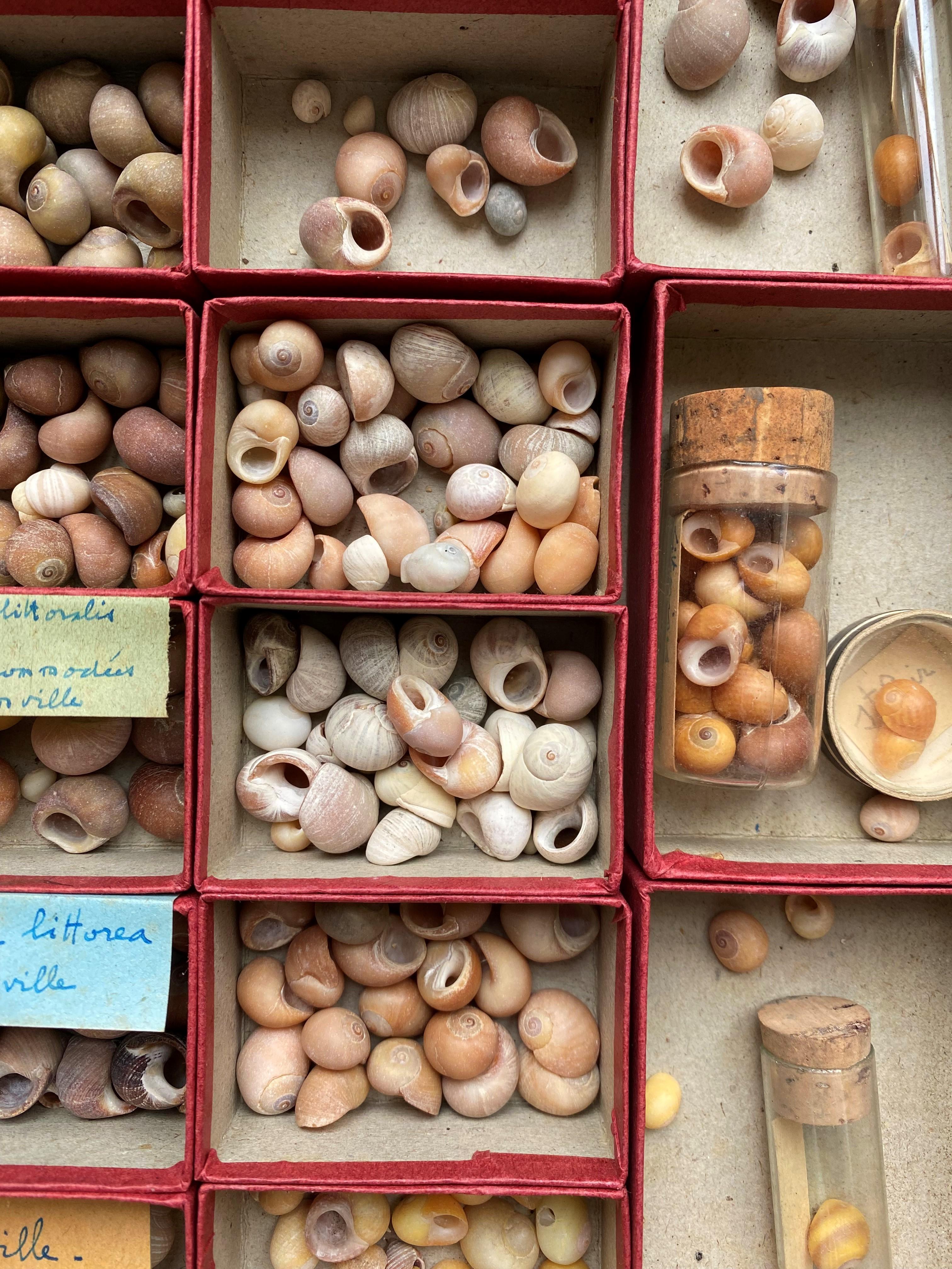 Curiosity Cabinet Naturalism Collection of Shell, Circa 1900 In Good Condition For Sale In Beuzevillette, FR