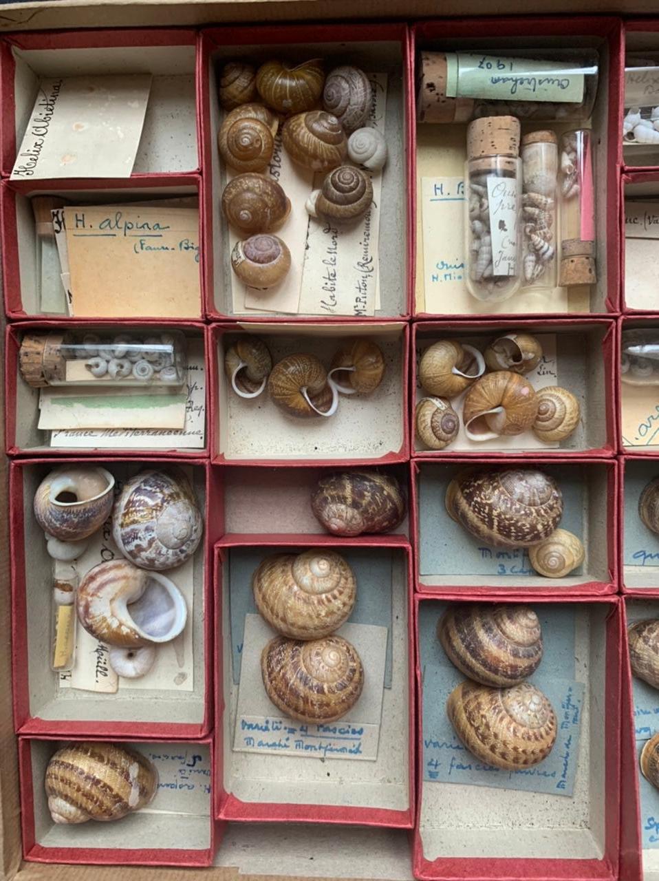 Sammlung von Muscheln aus der Naturalismus-Kollektion von Schrank, um 1900 im Zustand „Gut“ im Angebot in Beuzevillette, FR