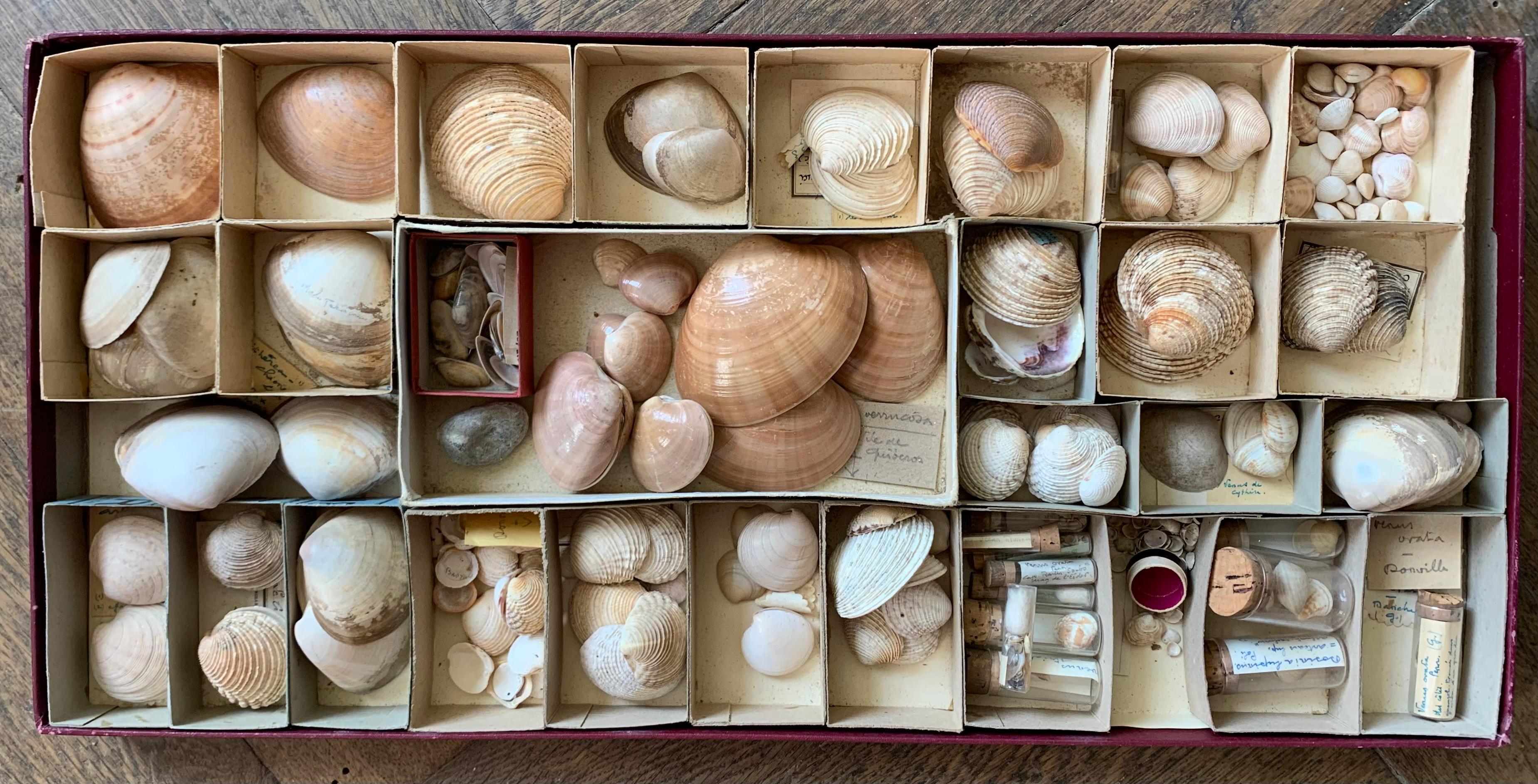 XX secolo Gabinetto delle curiosità Collezione naturalistica di conchiglie Circa 1900 in vendita