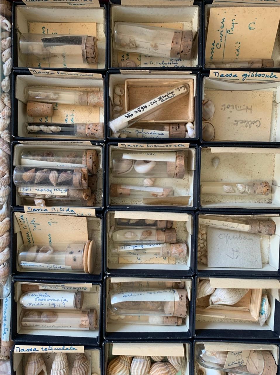 Gabinetto delle curiosità Collezione naturalistica di conchiglie, circa 1900 In condizioni buone in vendita a Beuzevillette, FR