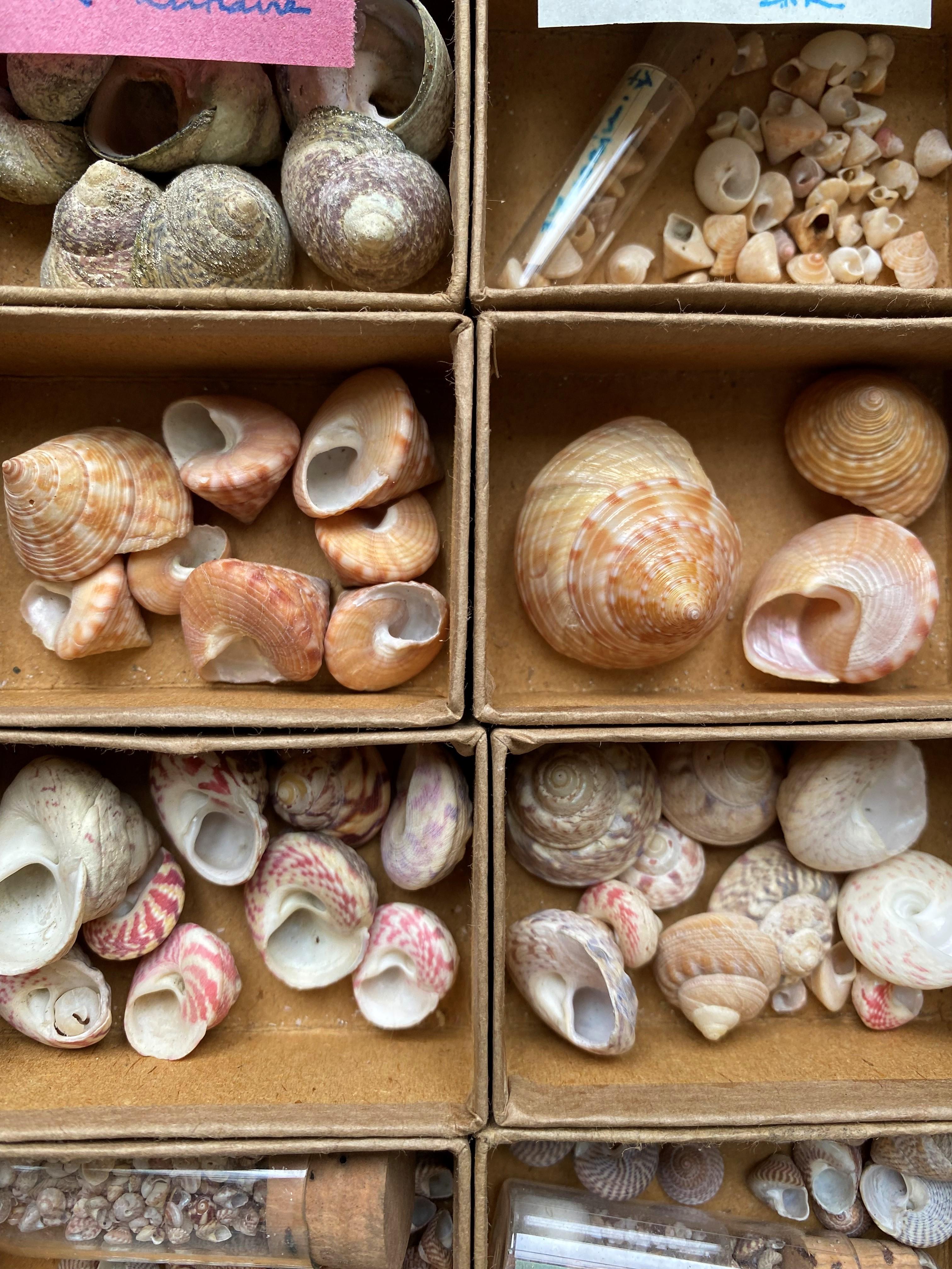 Curiosity Cabinet Naturalism Collection of Shell circa 1900 For Sale 1