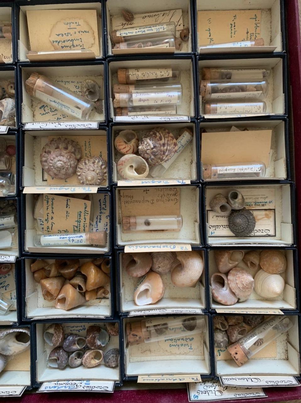 French Curiosity Cabinet Naturalism Collection of Shell Circa 1900 For Sale
