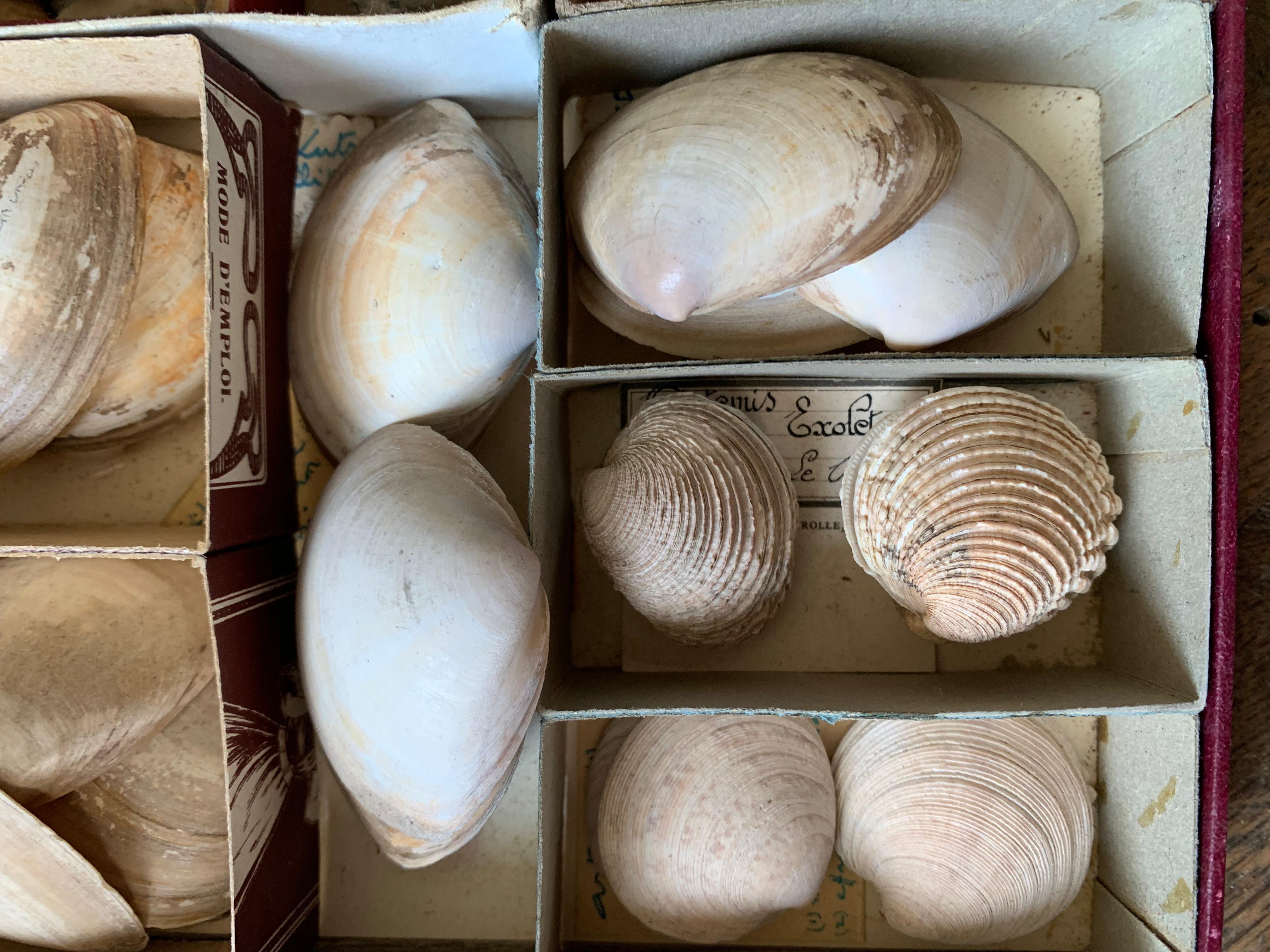 Conchiglia Gabinetto delle curiosità Collezione naturalistica di conchiglie Circa 1900 in vendita