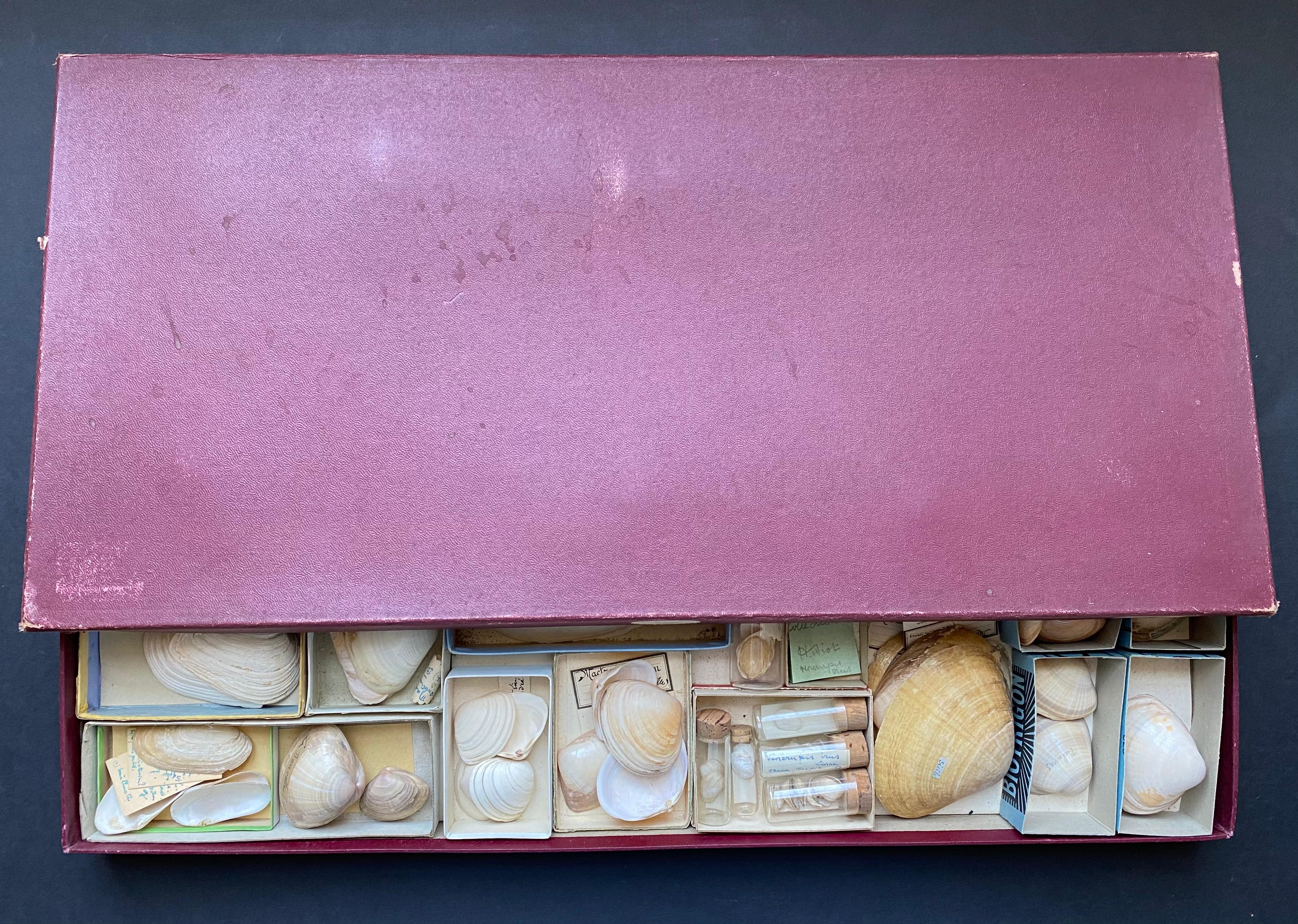 20th Century Curiosity Cabinet Naturalism Collection of Shell, Circa 1900 For Sale