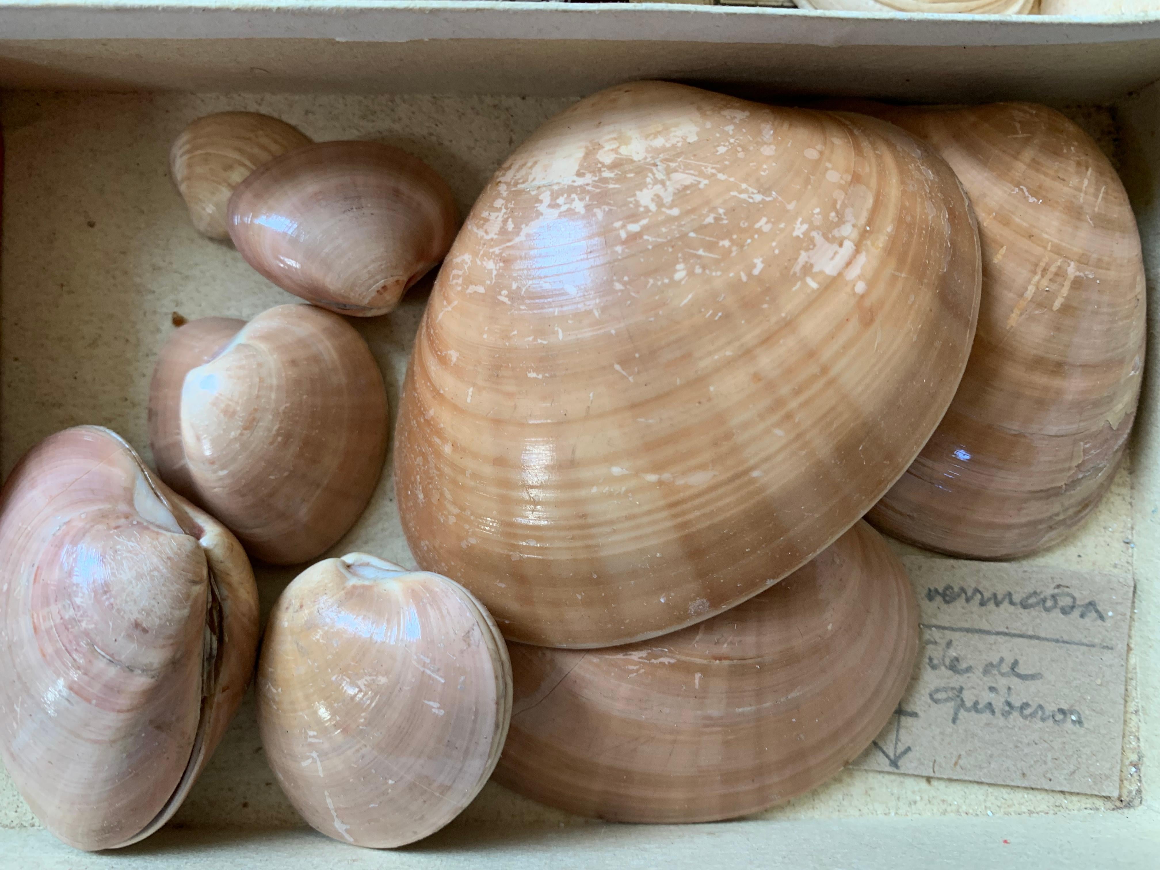 Curiosity Cabinet Naturalism Collection of Shell Circa 1900 In Good Condition For Sale In Beuzevillette, FR