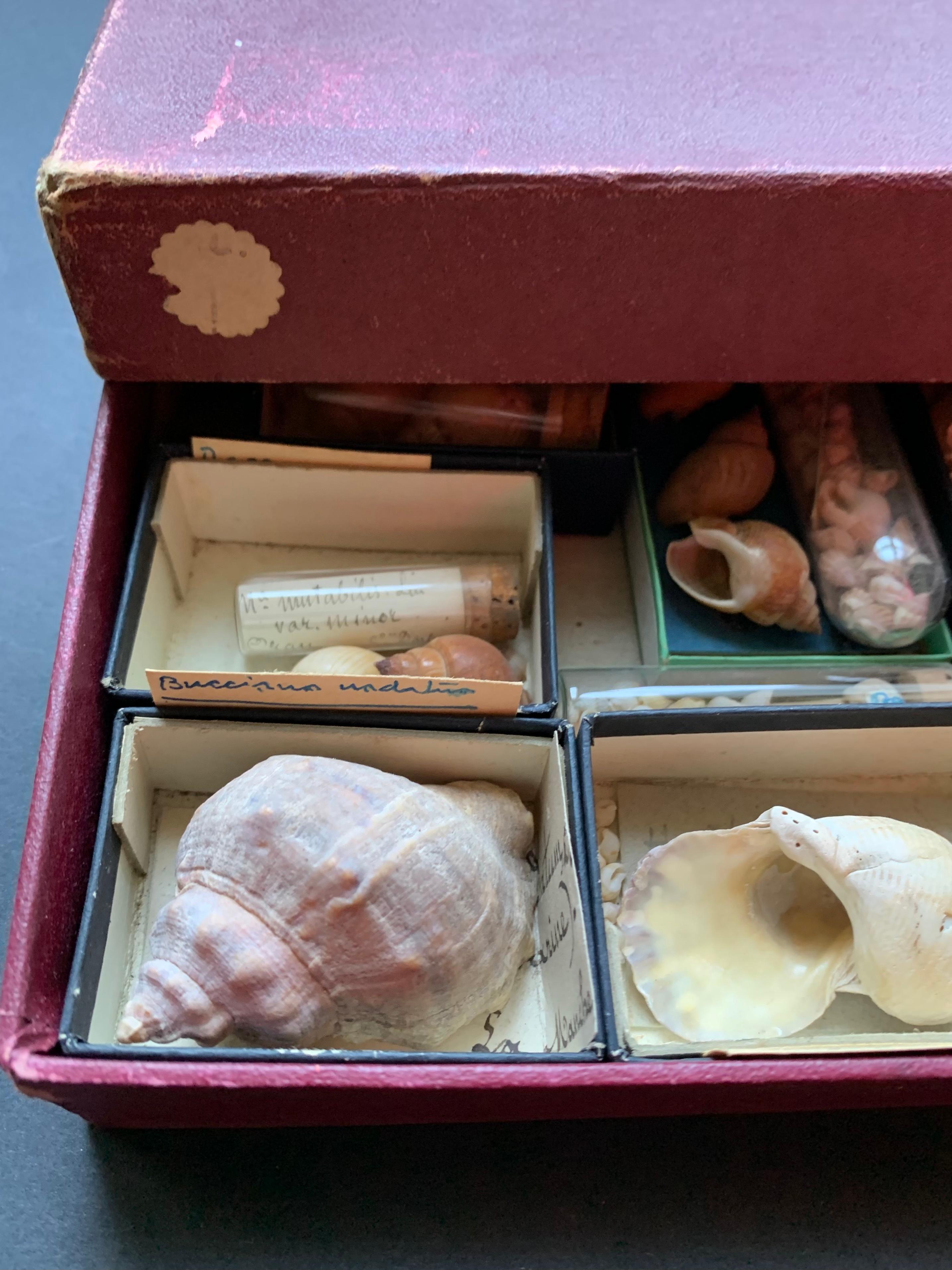 Curiosity Cabinet Naturalism Collection of Shell, Circa 1900 For Sale 3