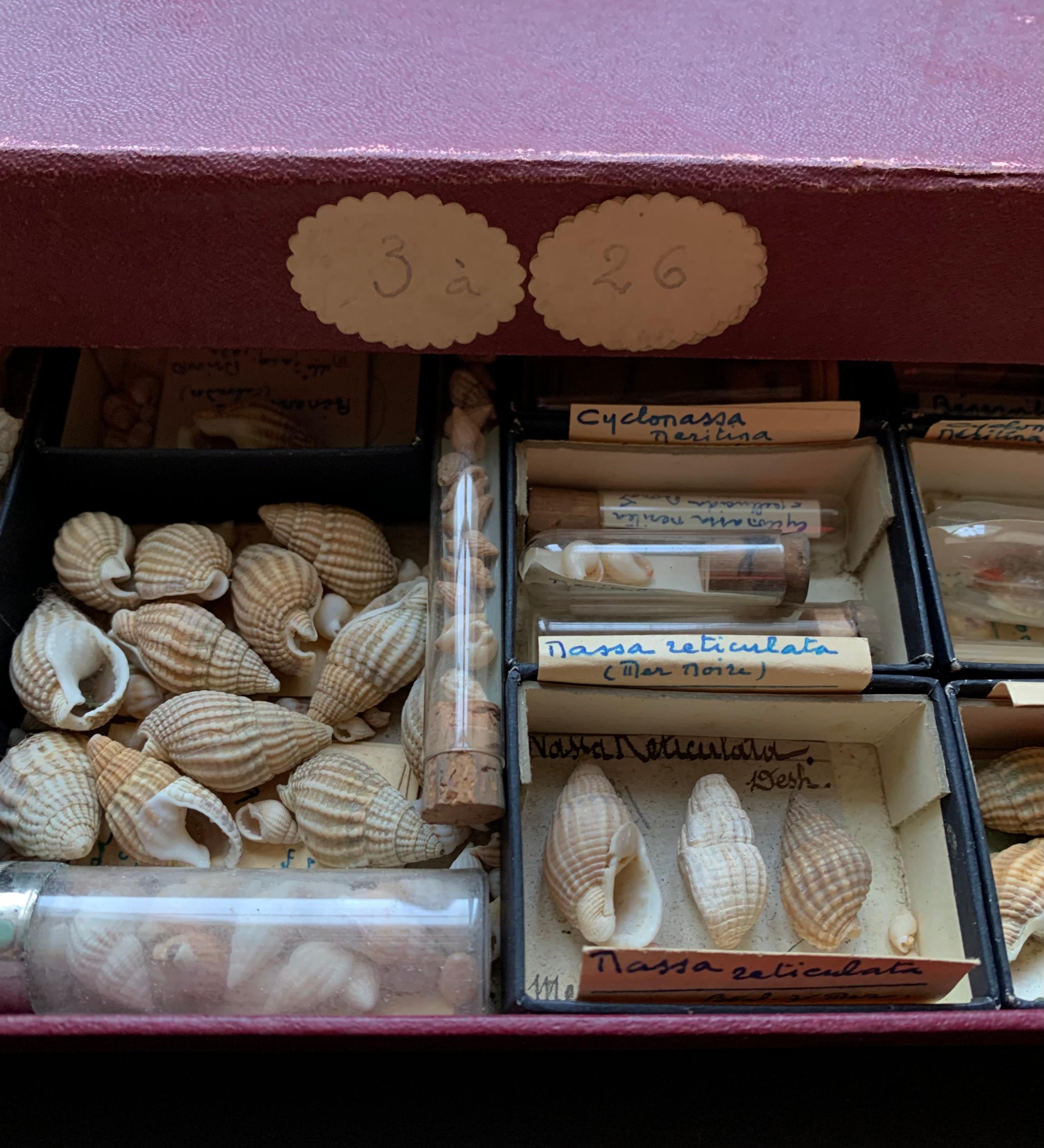Curiosity Cabinet Naturalism Collection of Shell, Circa 1900 For Sale 4