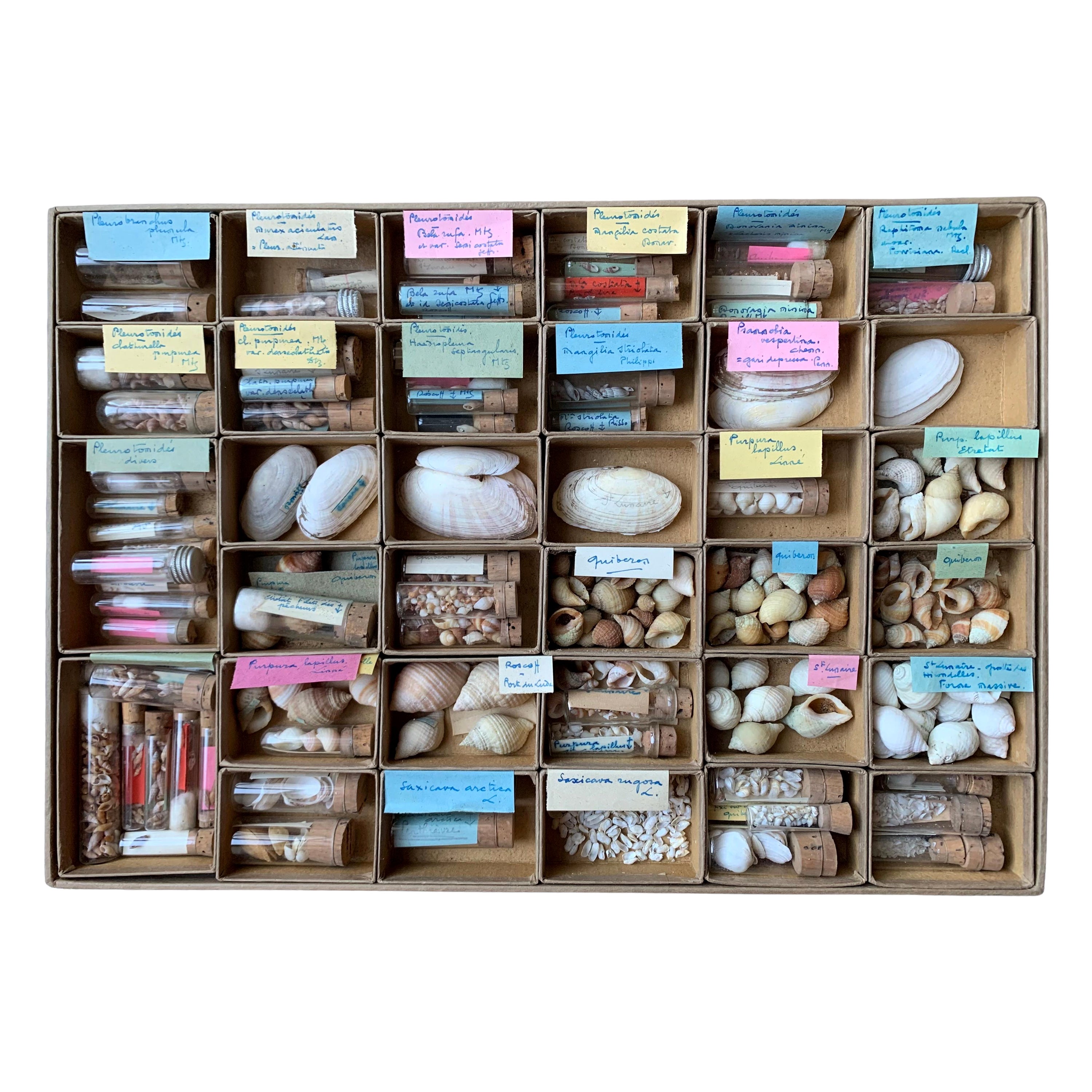 Gabinetto delle curiosità Collezione naturalistica di conchiglie Circa 1900