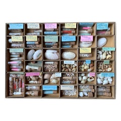Gabinetto delle curiosità Collezione naturalistica di conchiglie Circa 1900