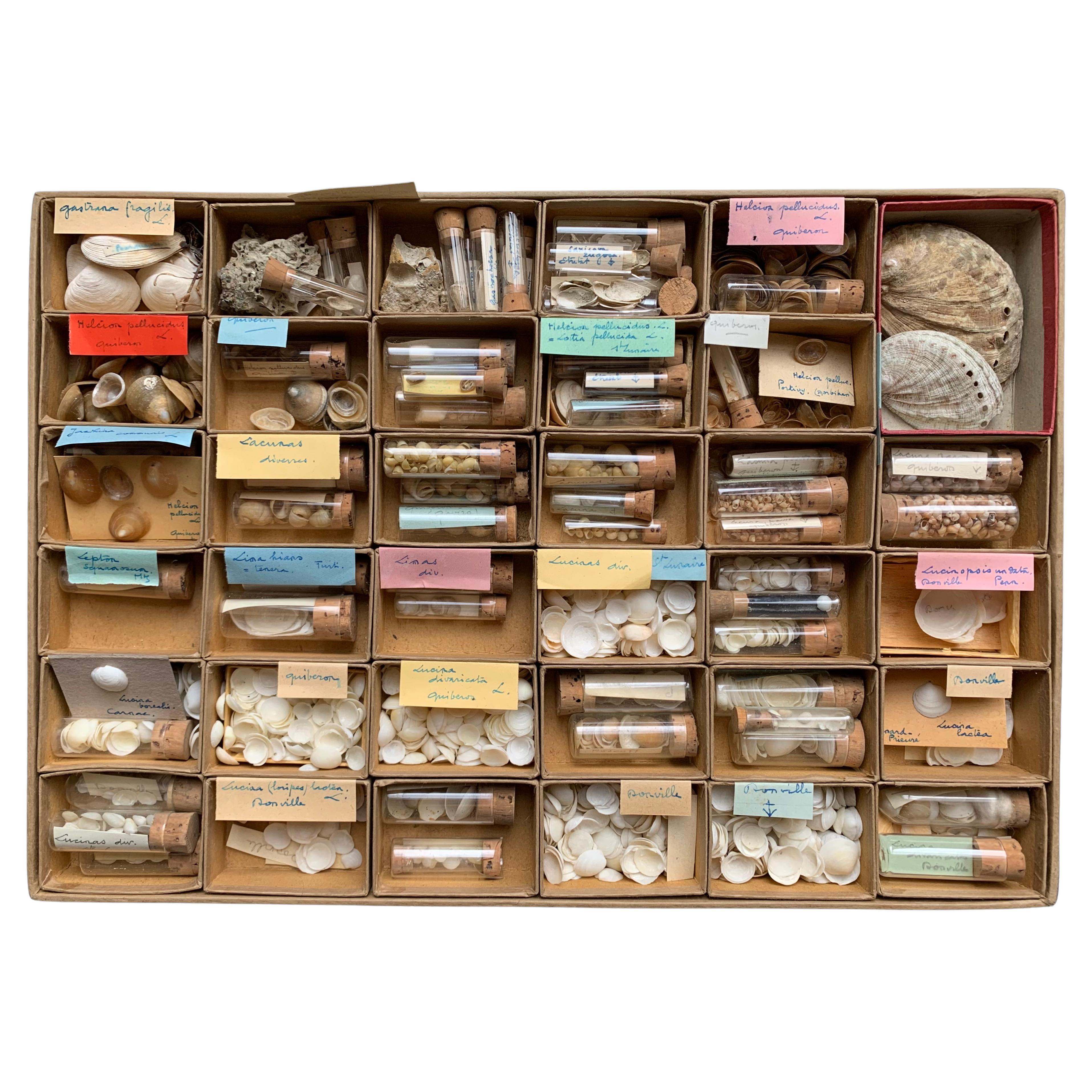 Curiosity Cabinet Naturalism Collection of Shell circa 1900 For Sale