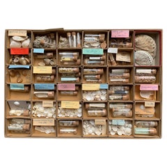 Antique Curiosity Cabinet Naturalism Collection of Shell circa 1900