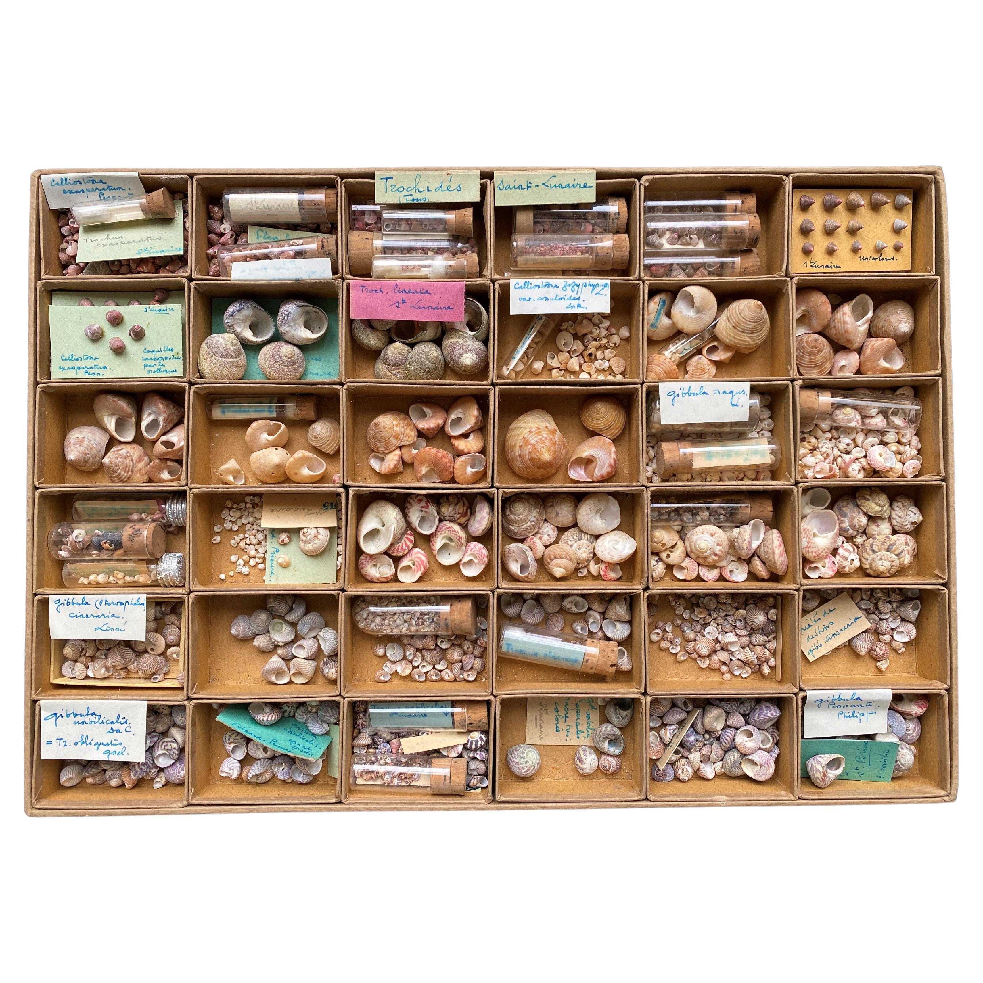 Curiosity Cabinet Naturalism Collection of Shell circa 1900 For Sale