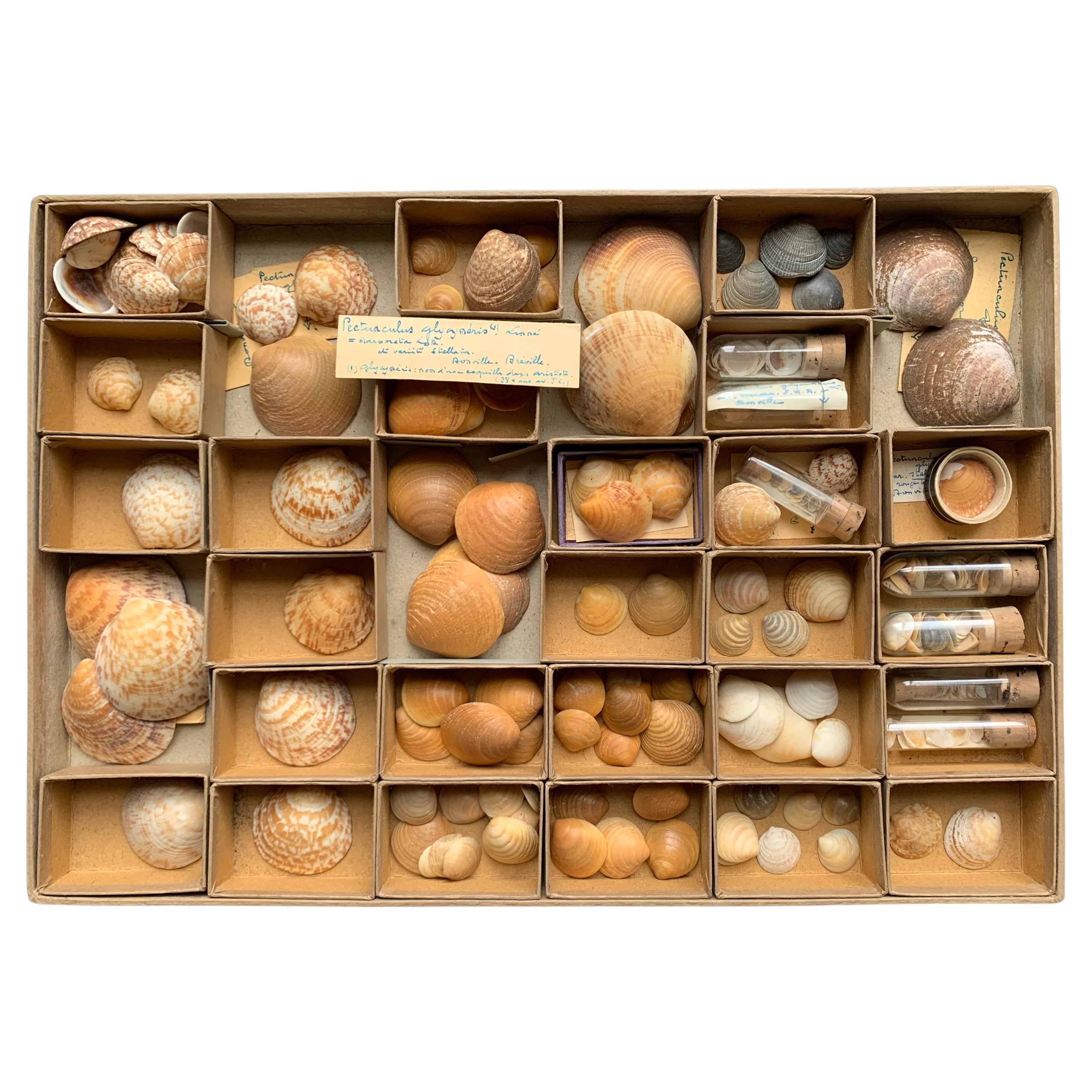 Sammlung von Muscheln aus der Naturalismus-Kollektion von Schrank, um 1900