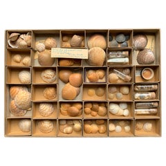 Antique Curiosity Cabinet Naturalism Collection of Shell, Circa 1900