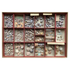 Curiosity Cabinet Naturalism Collection of Shell circa 1900
