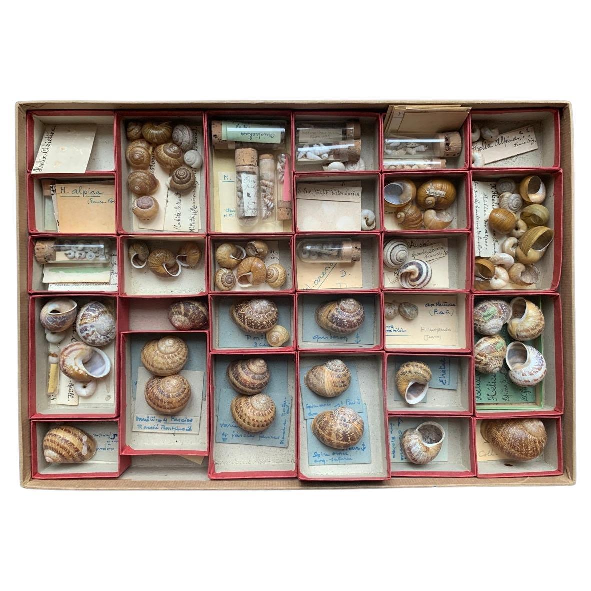 Sammlung von Muscheln aus der Naturalismus-Kollektion von Schrank, um 1900