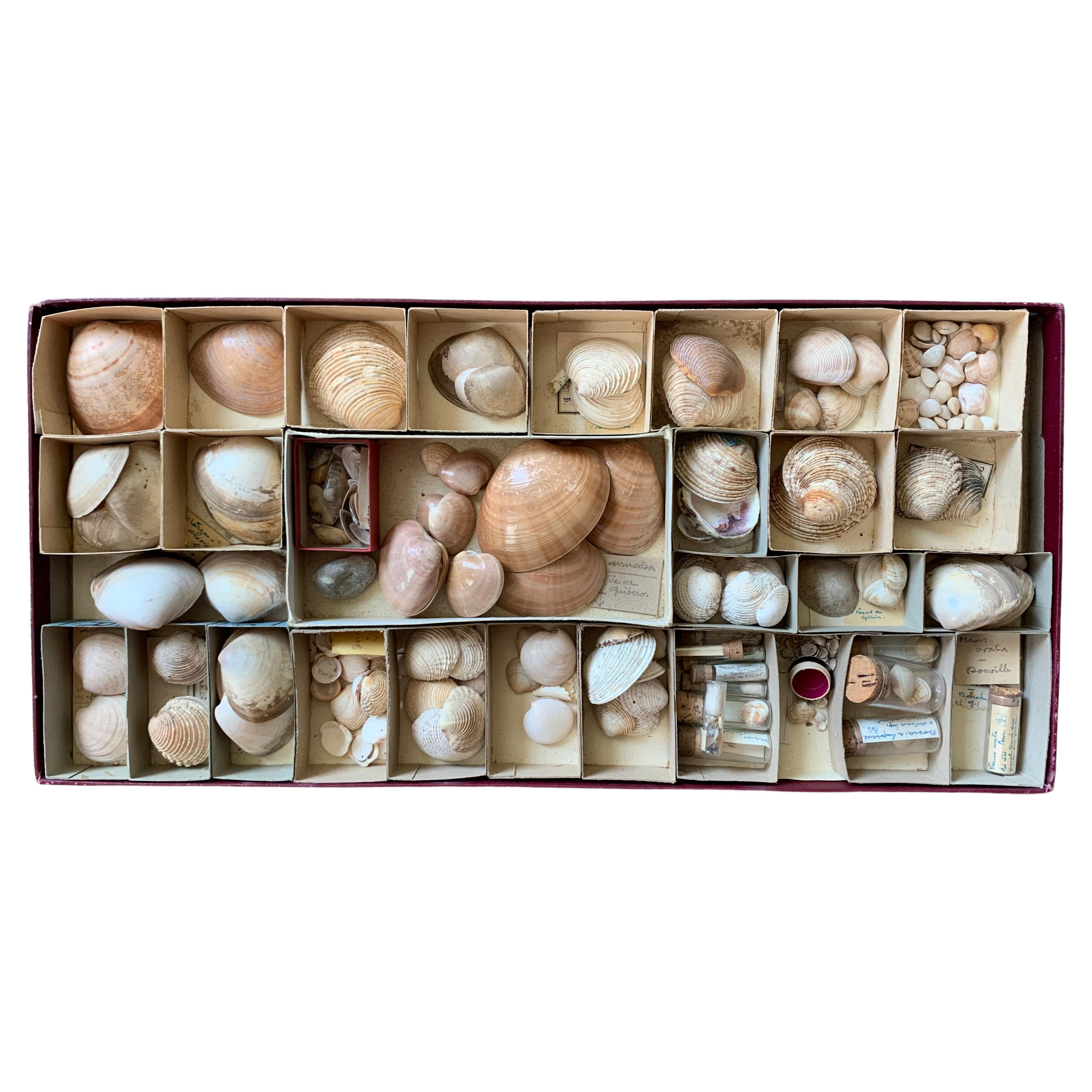Curiosity Cabinet Naturalism Collection of Shell Circa 1900 For Sale