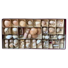 Antique Curiosity Cabinet Naturalism Collection of Shell Circa 1900