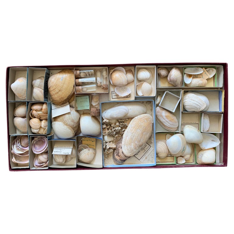 Curiosity Cabinet Naturalism Collection of Shell, Circa 1900 For Sale ...