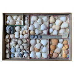 Vintage Curiosity Cabinet Naturalism Collection of Shell, Circa 1900