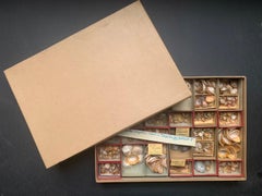 Curiosity Cabinet Naturalism Collection of Shells, Circa 1900