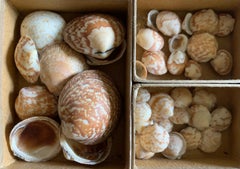 Curiosity Cabinet Naturalism Collection of Shells Circa 1900