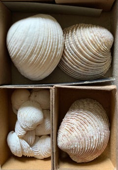 Curiosity Cabinet Naturalism Collection of Shells, Circa 1900