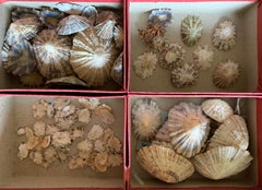 Curiosity Cabinet Naturalism Collection of Shells circa 1900