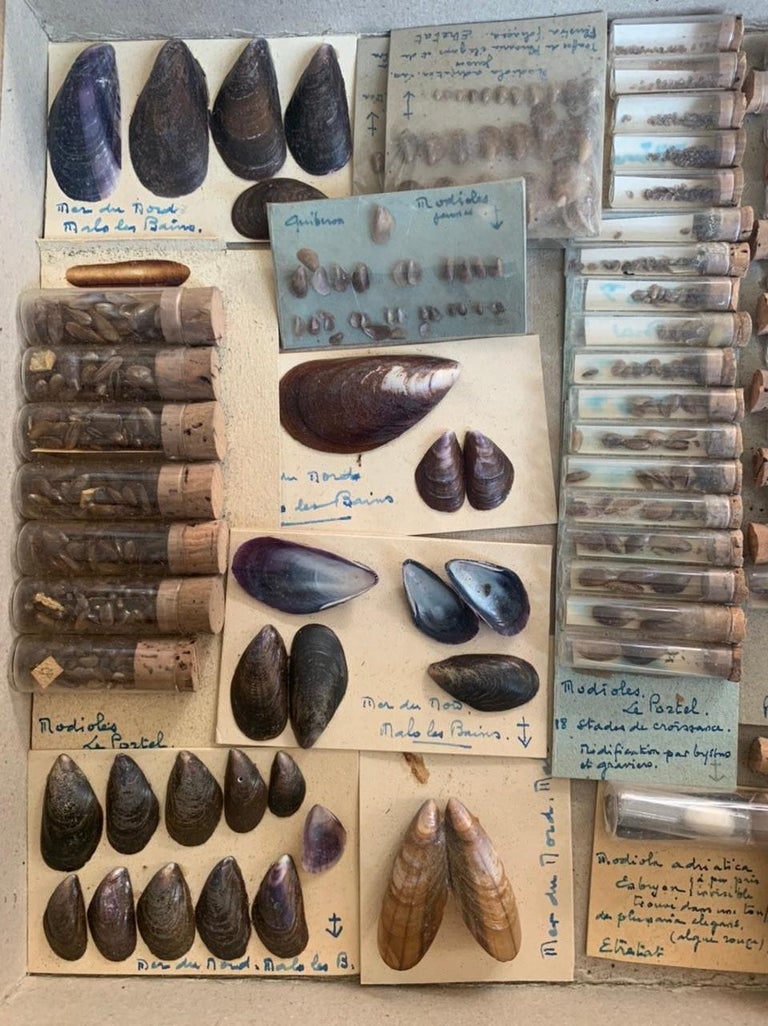 Curiosity Cabinet Naturalism Collection of Shells, Circa 1900 For Sale ...