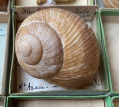 Curiosity Cabinet Naturalism Collection of Shells, Circa 1900