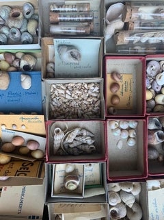 Curiosity Cabinet Naturalism Collection of Shells, Circa 1900