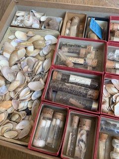 Curiosity Cabinet Naturalism Collection of Shells, Circa 1900