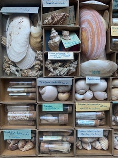 Gabinete de Curiosidades Naturalismo Colección de Conchas, Circa 1900