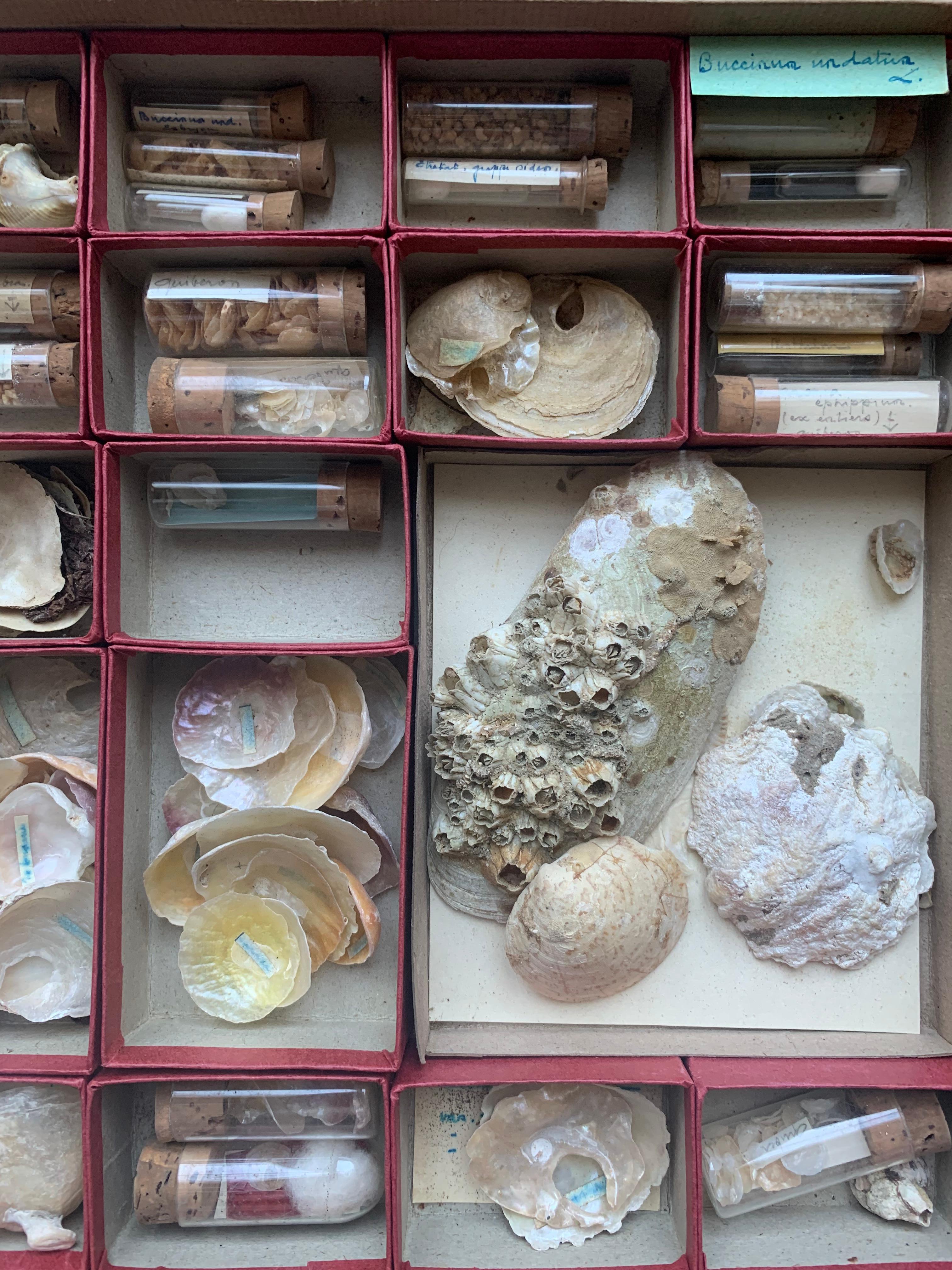 Très intéressant ensemble de coquillages collectés par un amateur entre la fin du 19e siècle et le début du 20e siècle. Les coquilles sont classées par taille et par âge, soit dans de petites boîtes en carton, soit dans des tubes en verre fermés par