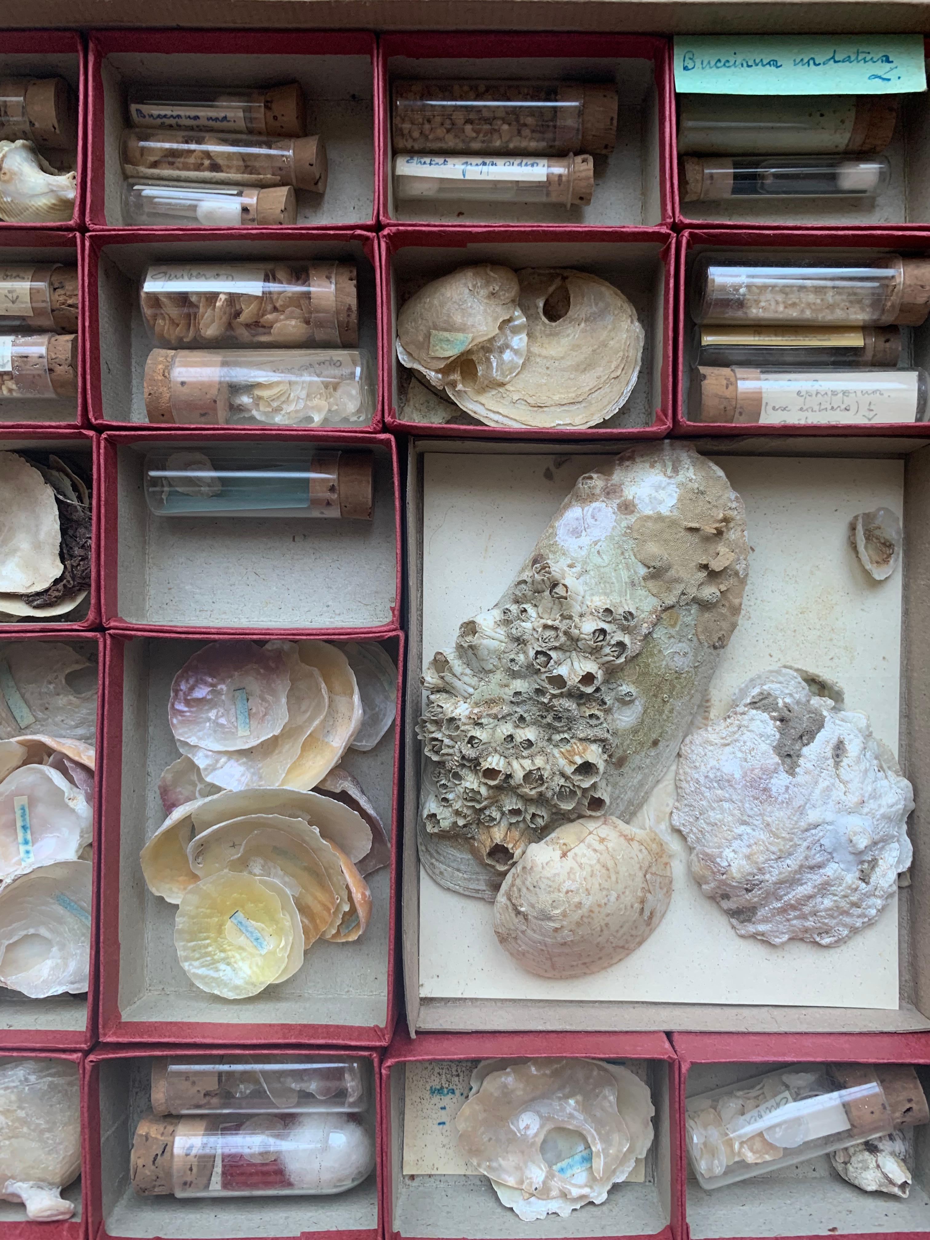 Very interesting set of shells collected by an amateur between the end of the 19th century and the beginning of the 20th century. The shells are classified by size and age either in small cardboard boxes or in glass tubes closed with corks. Labels