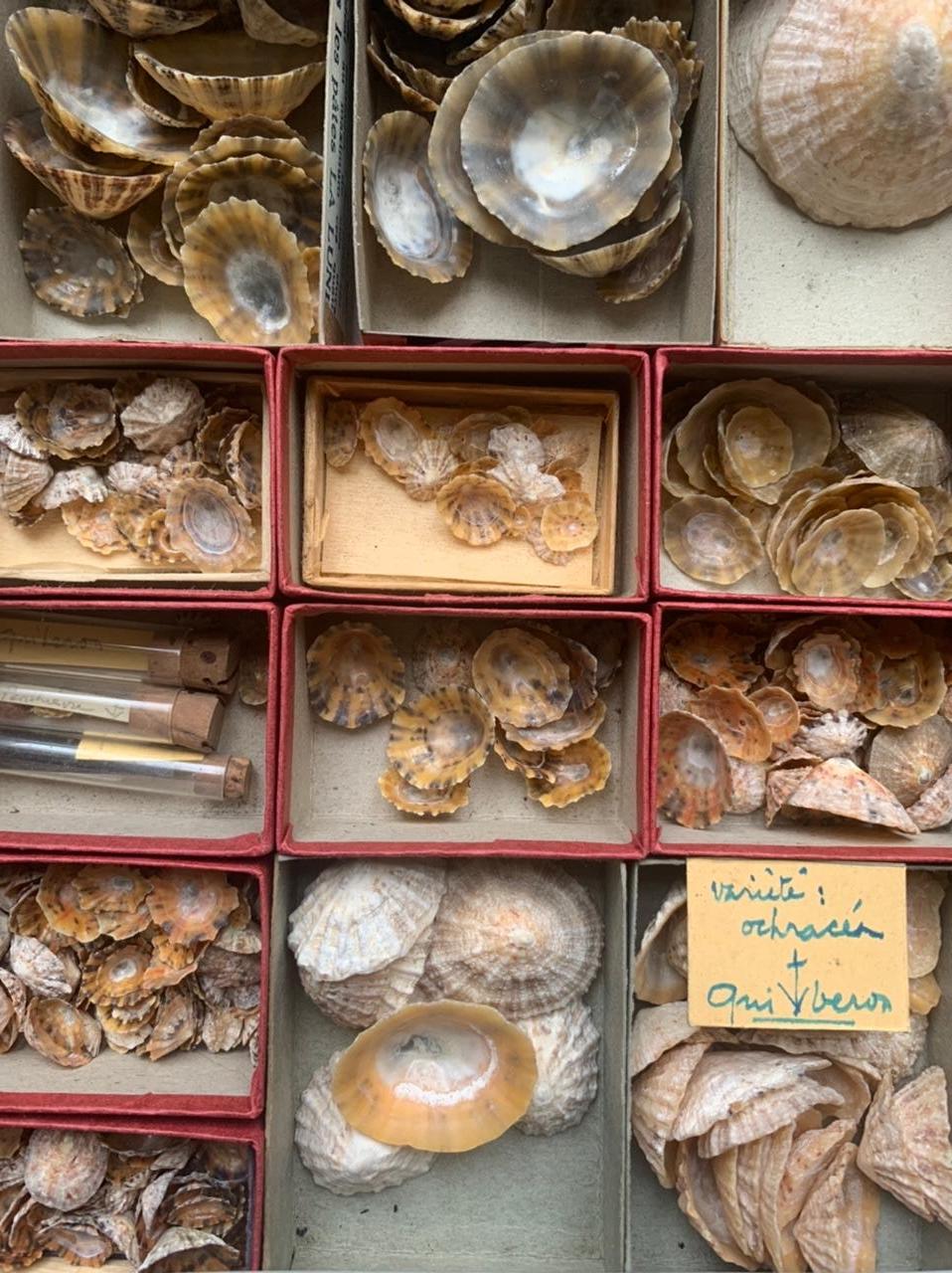 shell collection display