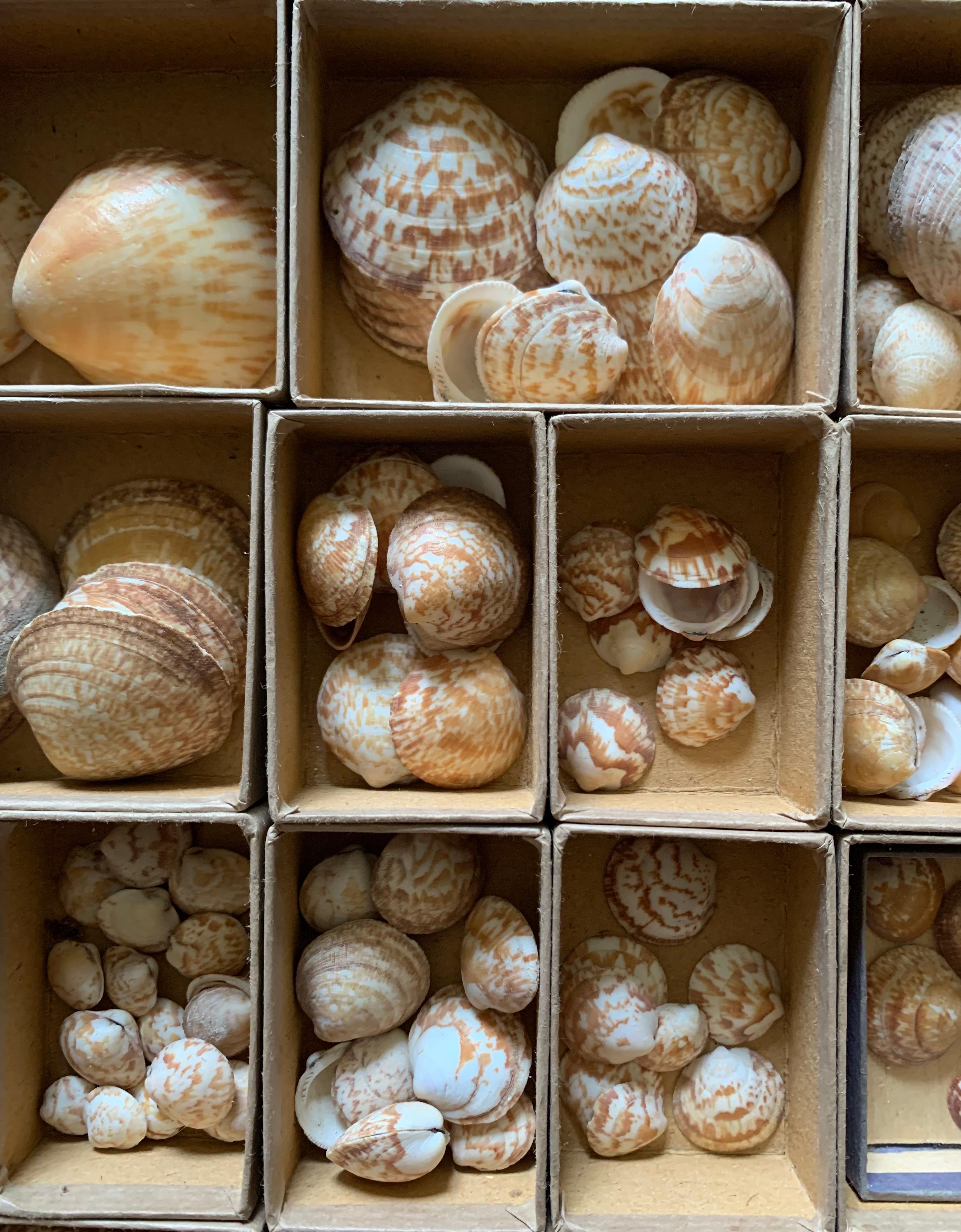 French Curiosity Cabinet Naturalism Collection of Shells Circa 1900 For Sale